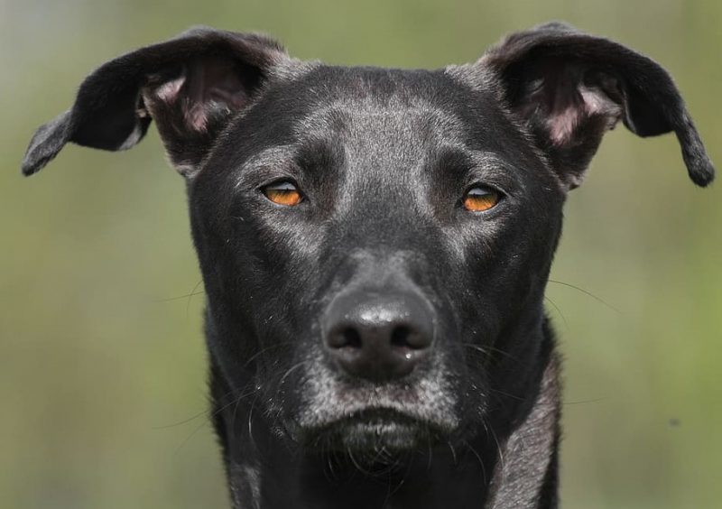 No podemos retroceder en protección animal