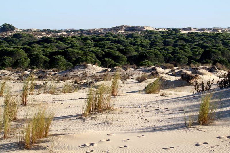 Plan de Acción de Aguas Subterráneas: MUY MEJORABLE