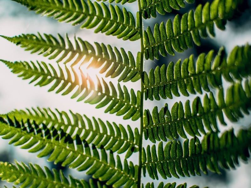 Pacto Verde Europeo y los combustibles alternativos