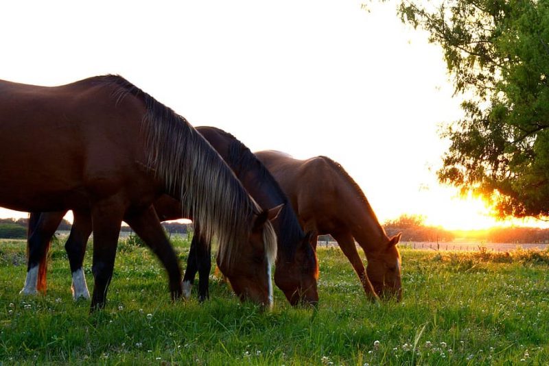 Iniciativa Ciudadana Europea por los caballos admitida
