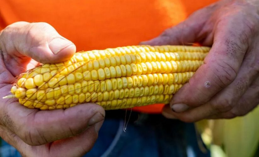 México no quiere maíz transgénico de EEUU