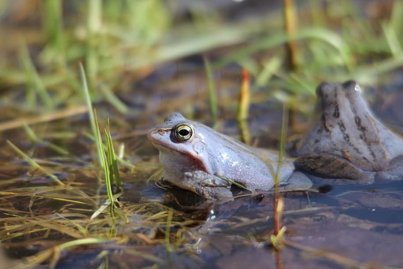 Día Mundial de la Rana 2023