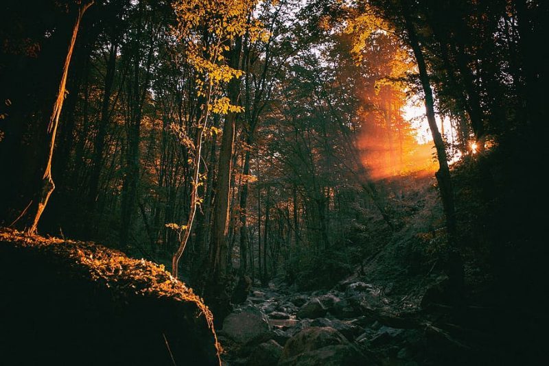 Día Internacional de los Bosques 2023