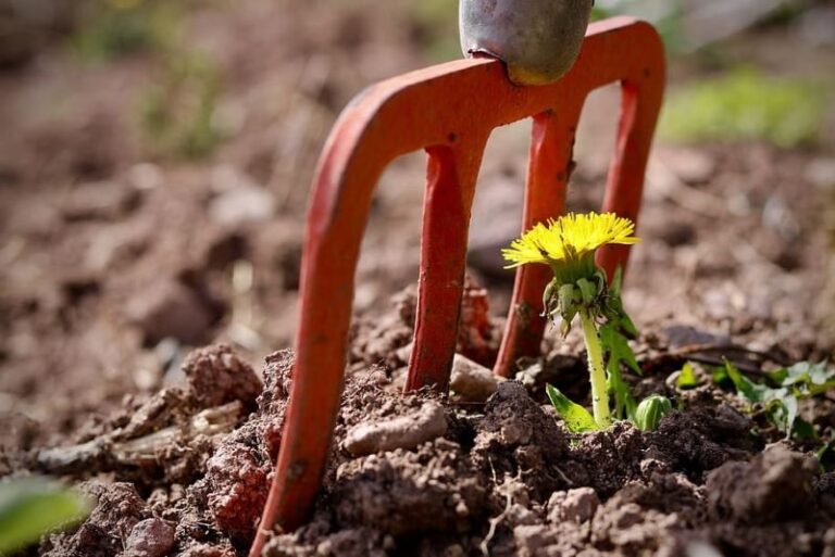 nature spring flower blossom e1679403387943 1