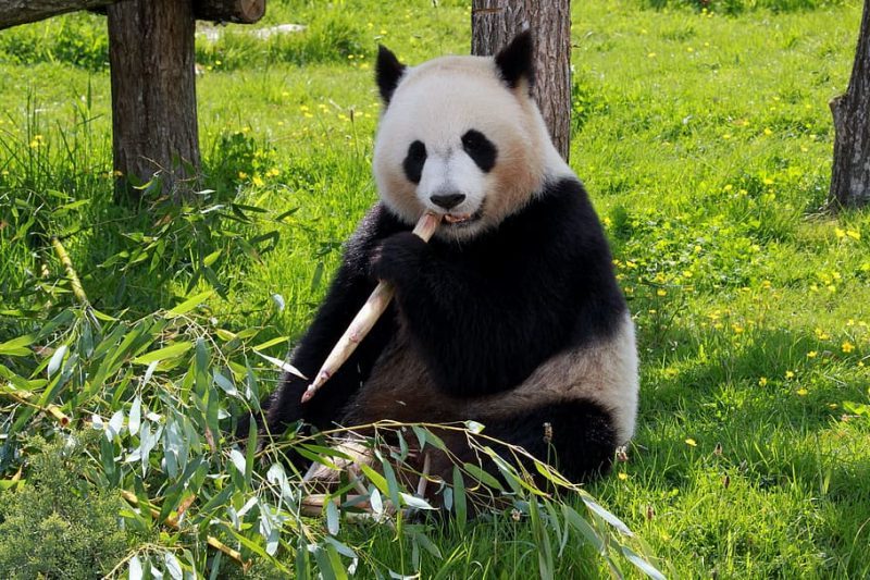 Día Nacional de los Osos Panda 2023 (EEUU)