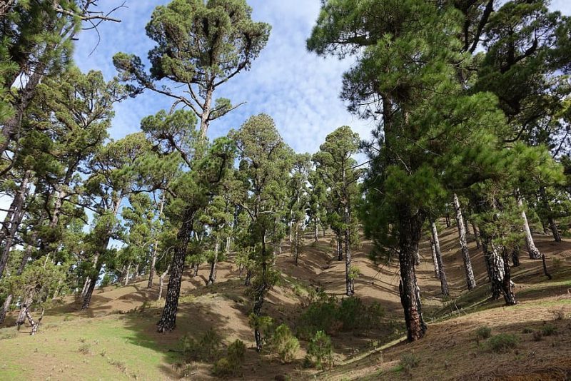 PE: más sumideros de carbono para 2023