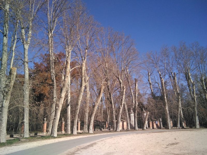 Podas drásticas y sistemáticas en Aranjuez