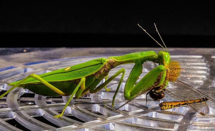 Los insectos y la alimentación sostenible