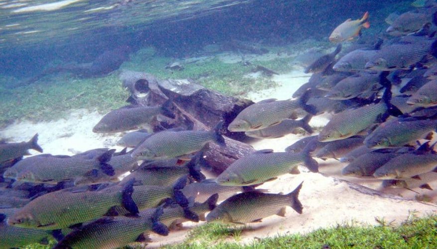 Sábalos del Paraná hípercontaminados
