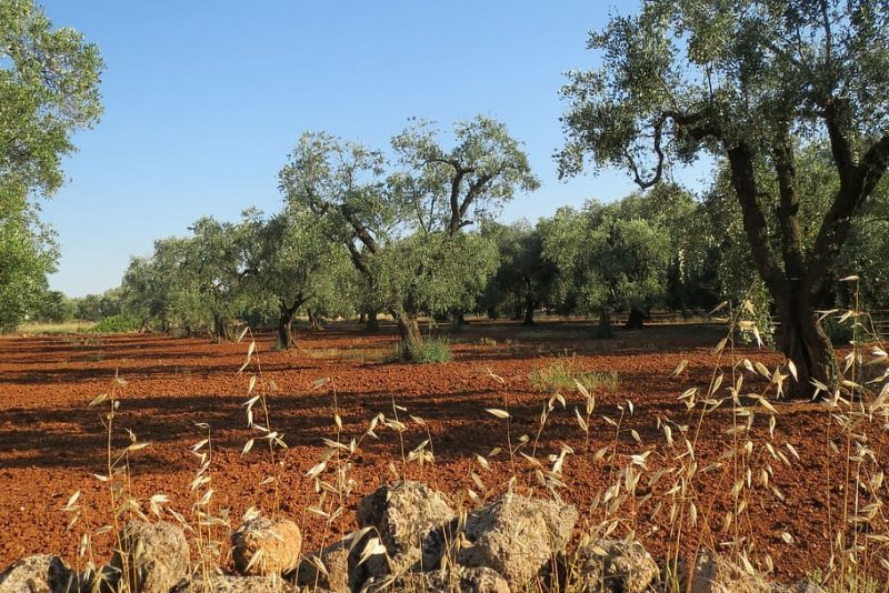 España: Aumenta la agricultura de carbono