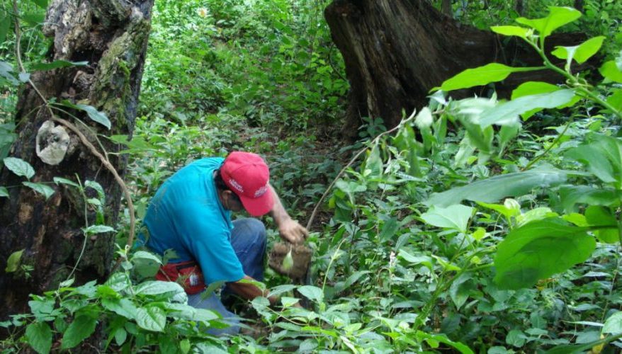 Amazonía: la otra cara de los pagos por servicios ambientales