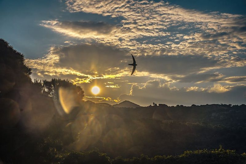 Golondrinas, vencejos, aviones: Bienvenidos a casa