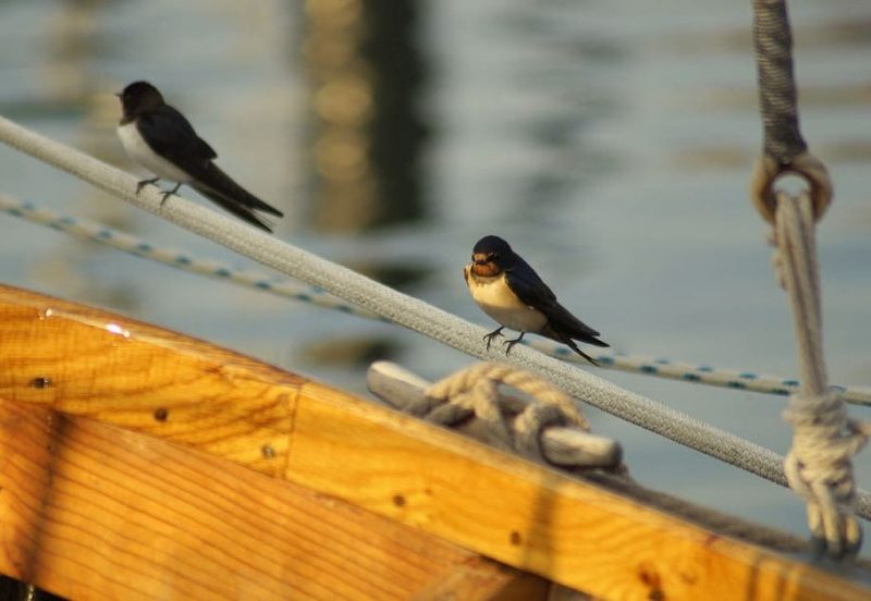 Golondrinas, aviones y vencejos: ¿qué pasa con ellos?