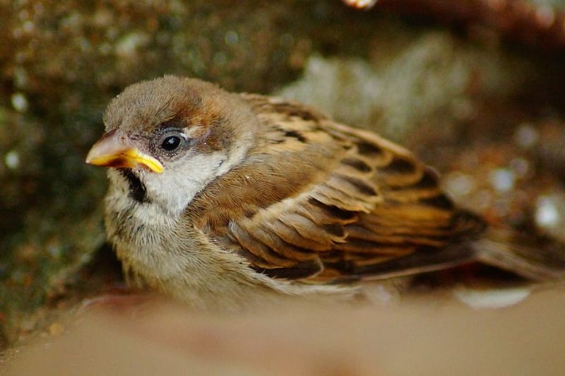 Día Mundial del Gorrión 2023