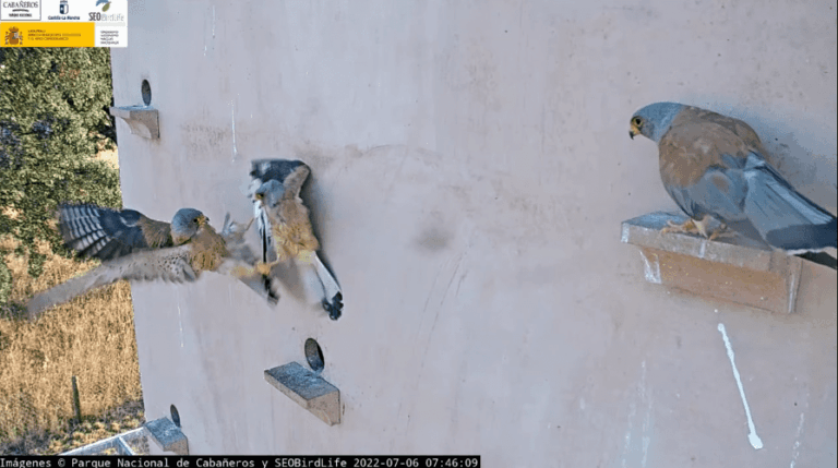 Ayuda a las aves, observándolas con SEO/BirdLife