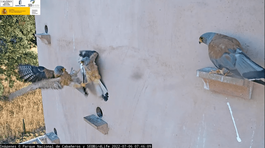 Ayuda a las aves, observándolas con SEO/BirdLife