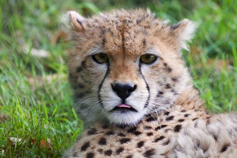 Día Mundial de la Vida Silvestre 2023