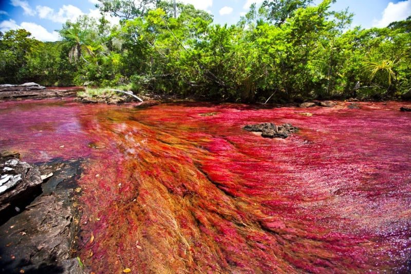 10 especies acuáticas invasoras de Colombia
