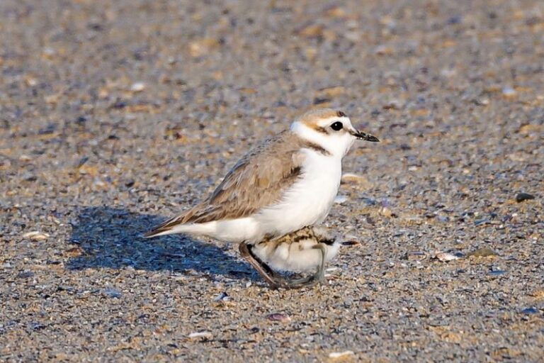 Prolifera la píllara de las dunas en Galicia