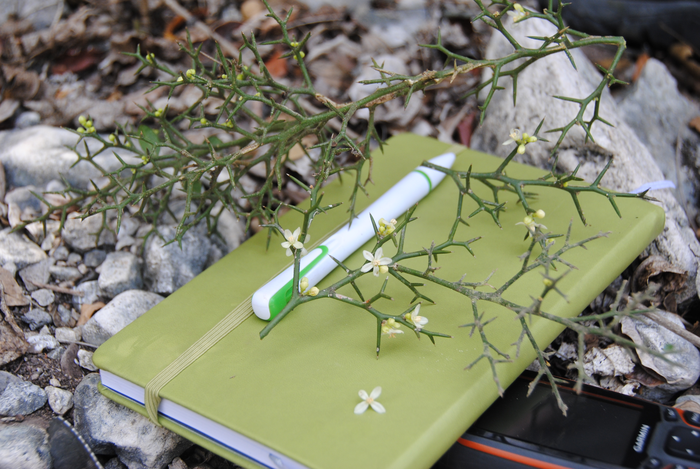 Investigadores que trabajan en uno de los ecosistemas más biodiversos y amenazados del mundo han descubierto una nueva especie de planta, Castela senticosa, que recomiendan designar como en peligro de extinción. El estudio fue publicado en Systematic Botany. La planta, que crece como un pequeño arbusto envuelto en una imponente capa de espinas, fue encontrada durante un relevamiento para catalogar la flora de la cordillera Martín García en República Dominicana