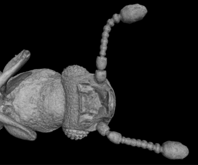 Encuentran un ejemplar de escarabajo de la familia Jacobsoniidae