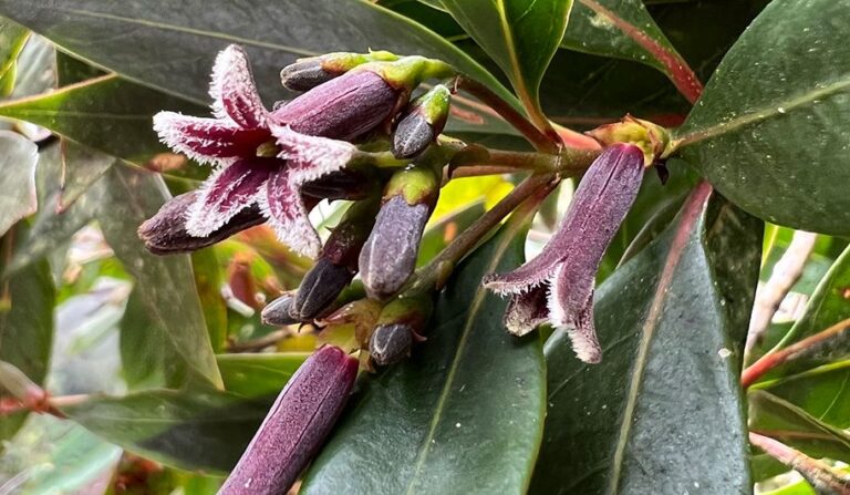 Chile: Nuevas especies de plantas del género 'Cinchona'
