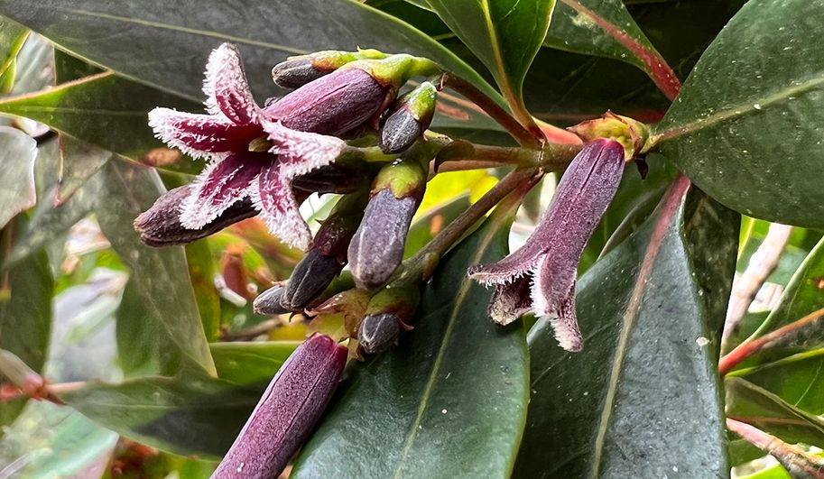 Chile: Nuevas especies de plantas del género 'Cinchona'