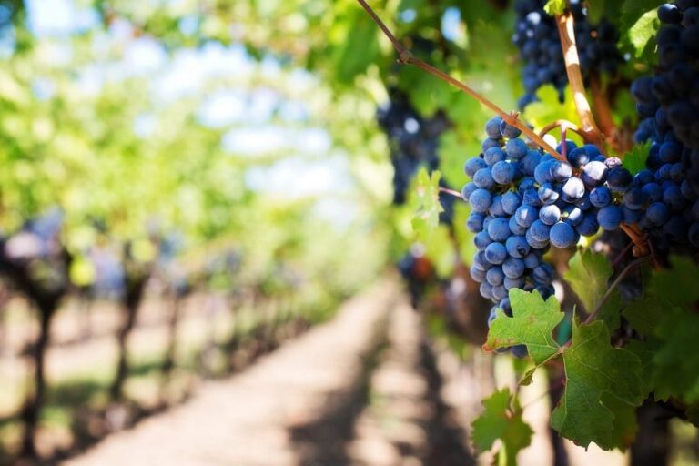 Residuos de champiñón y polvo de roca para los viñedos