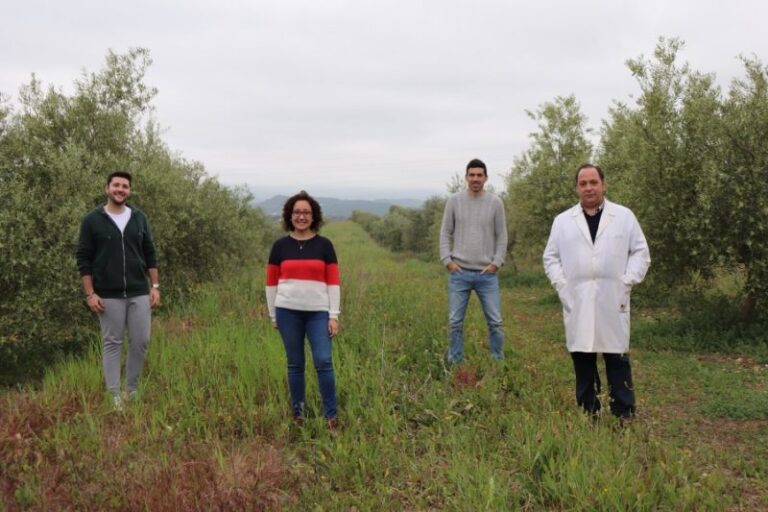 Las cubiertas vegetales benefician a los olivares