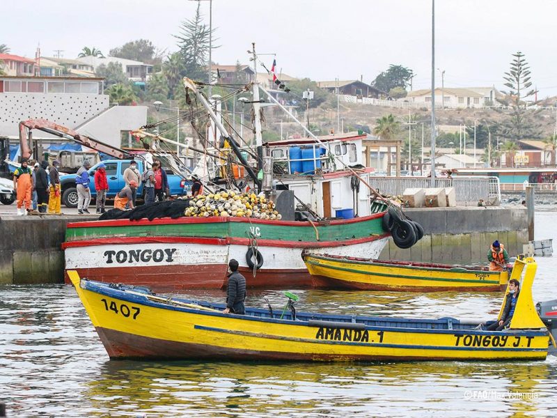 Chile y Perú perderán la pesca a causa del cambio climático