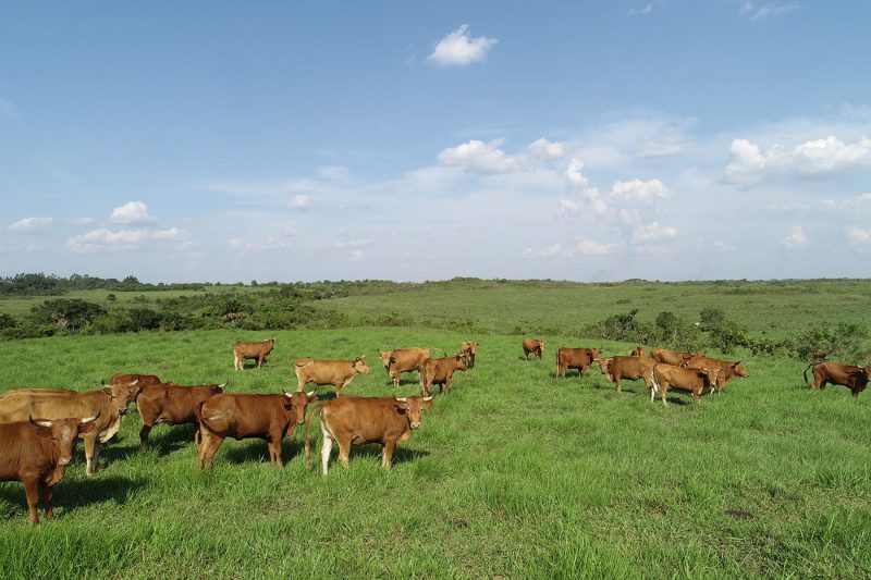 Drones permiten reducir la contaminación ganadera en Colombia