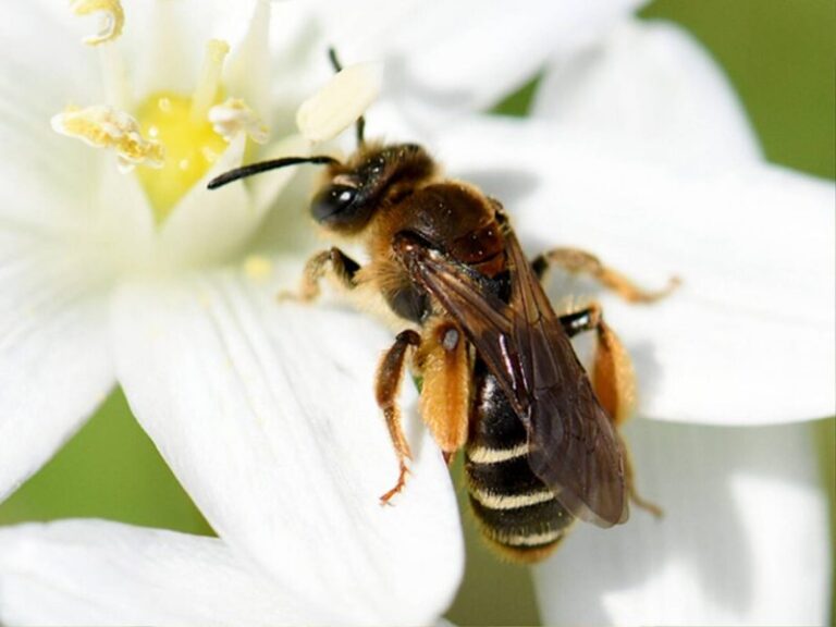 Abejas con hambre y vulnerables al calor