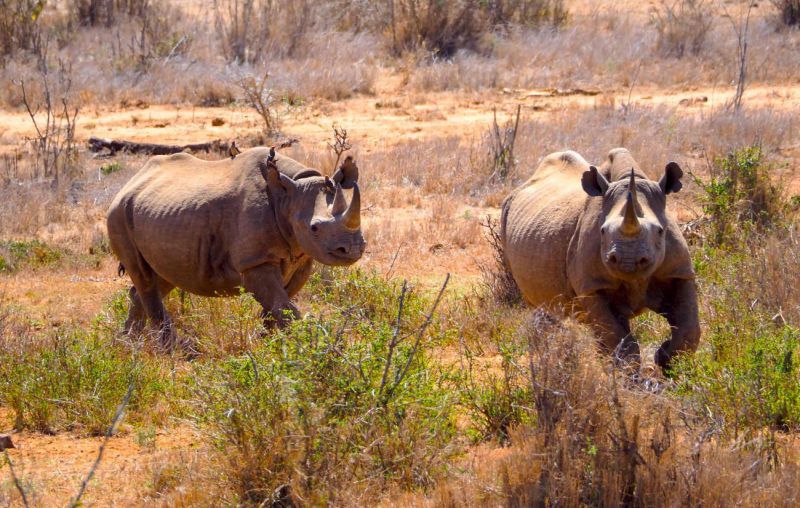 Al descubierto el genoma de 240 especies de mamíferos