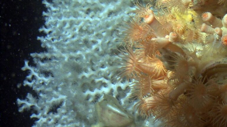 Arranca el trámite para la protección de nuevos espacios marinos