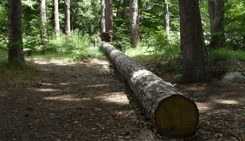 Brasil: Deforestación ocasionada por la agroindustria