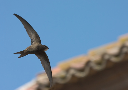 Cada día hay menos en la Torre de Bujaco en Cáceres