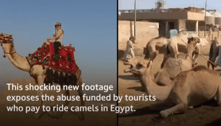 Pasear en camello en Egipto es ser cómplice de ESTO