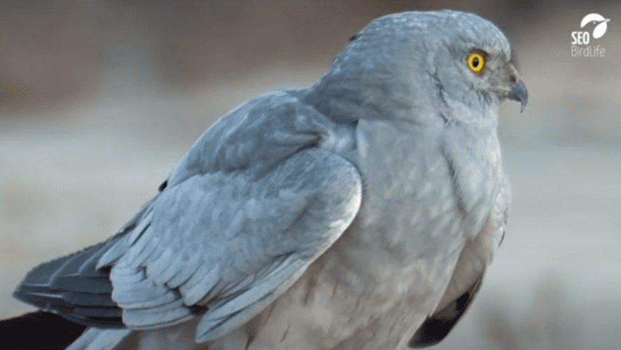 El Ave del Año llega a sus lugares de cría