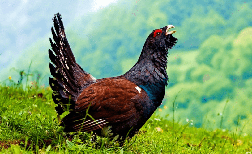 Más medidas de protección para los urogallos de León