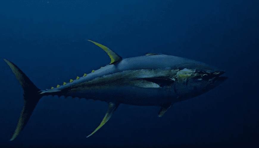 Día Mundial del Atún 2023