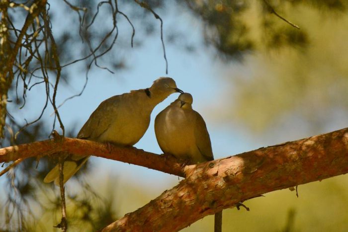 Contando aves en primavera