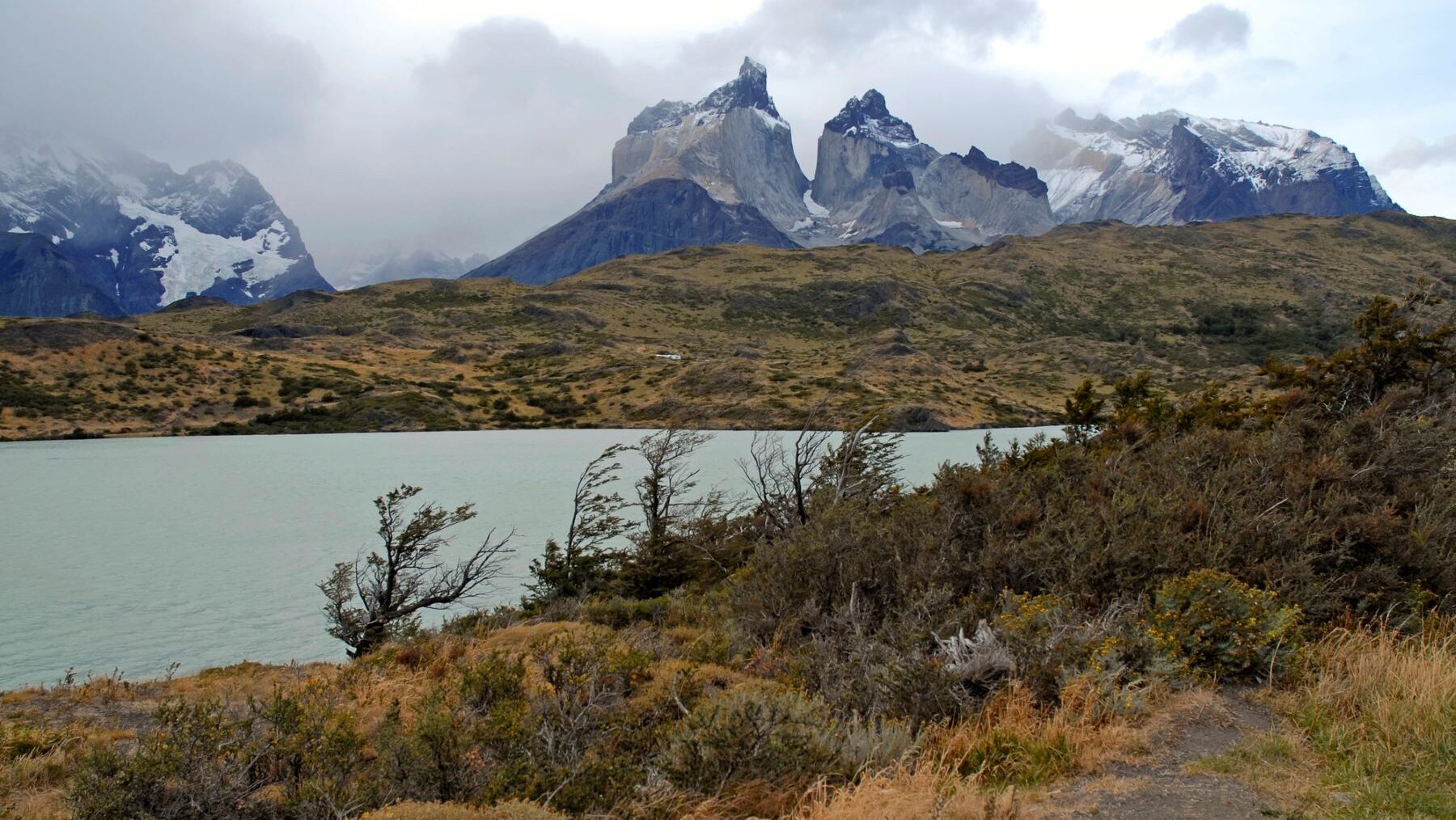 especies endémicas Patagonia