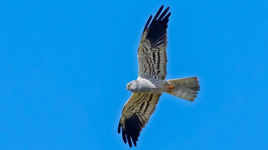 El aguilucho cenizo precisa de Olivares Vivos