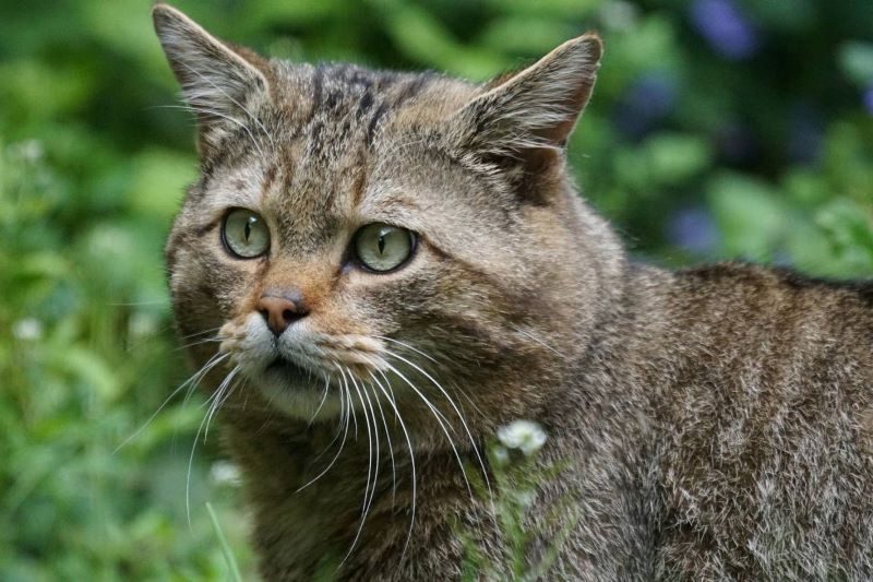 Otro felino ibérico que se extingue