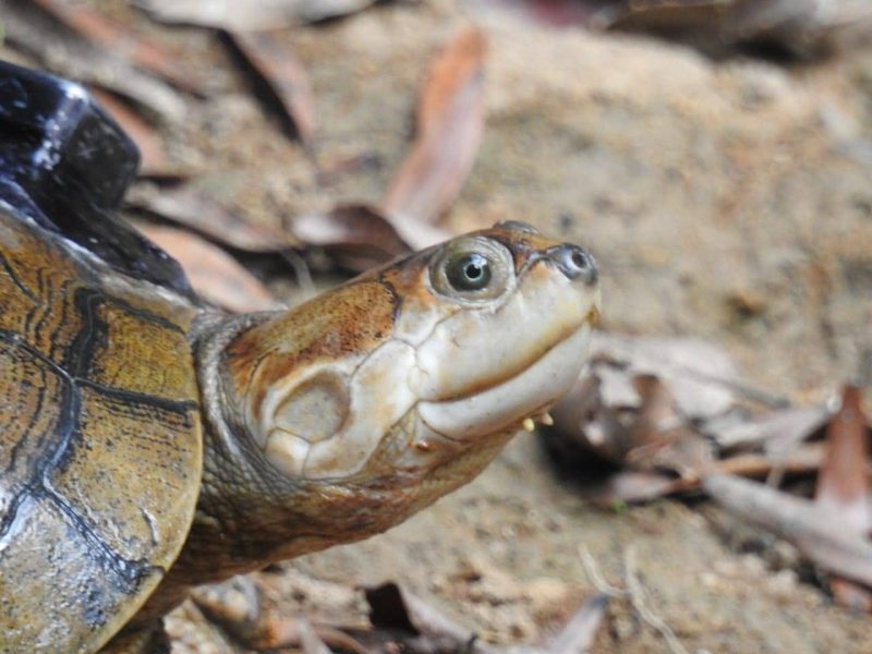 El retroceso de las tortugas sabaneras de la Orinoquia