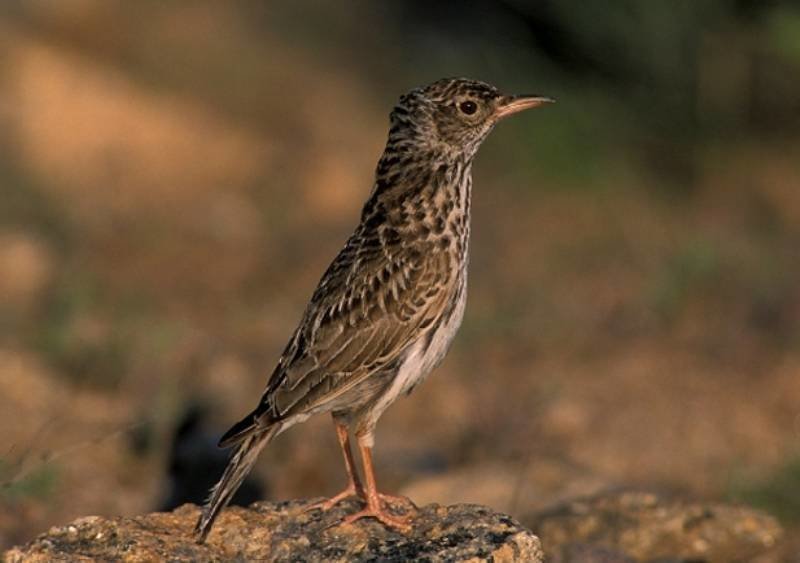 Estrategias de recuperación de la alondra ricotí y el sisón común