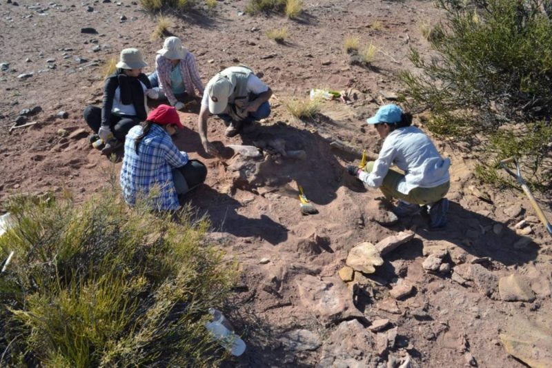 Fracturas de los dinosaurios saurópodos por su posición vertical