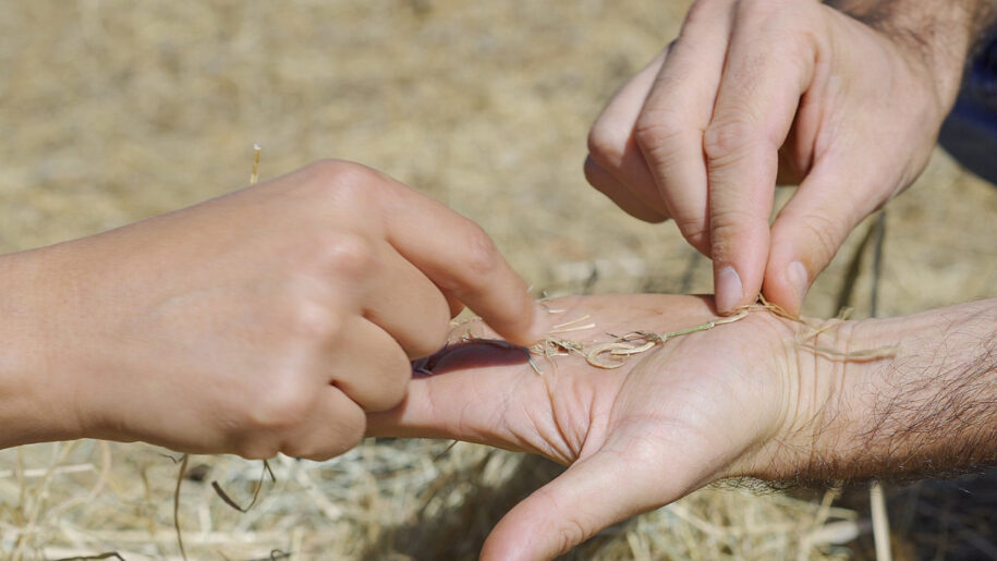 La importancia de las semillas nativas para la biodiversidad