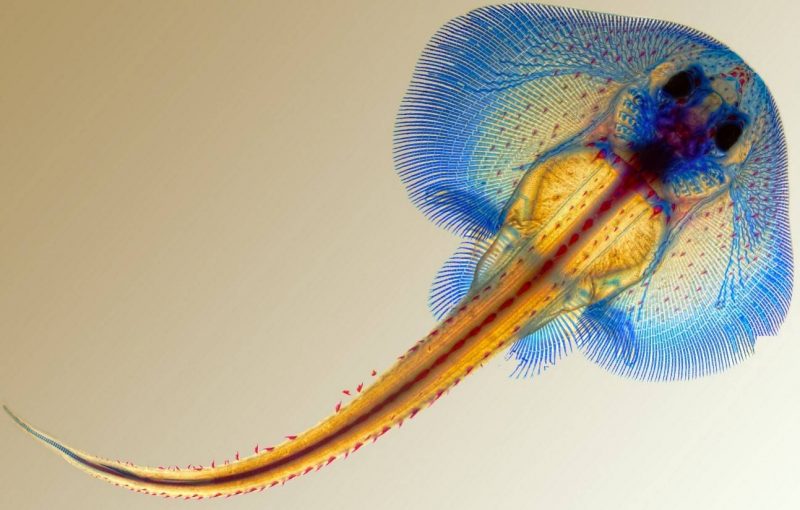 La increíble evolución de las rayas