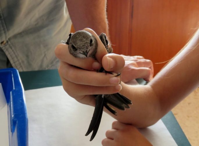 La vida de los vencejos pálidos en riguroso DIRECTO